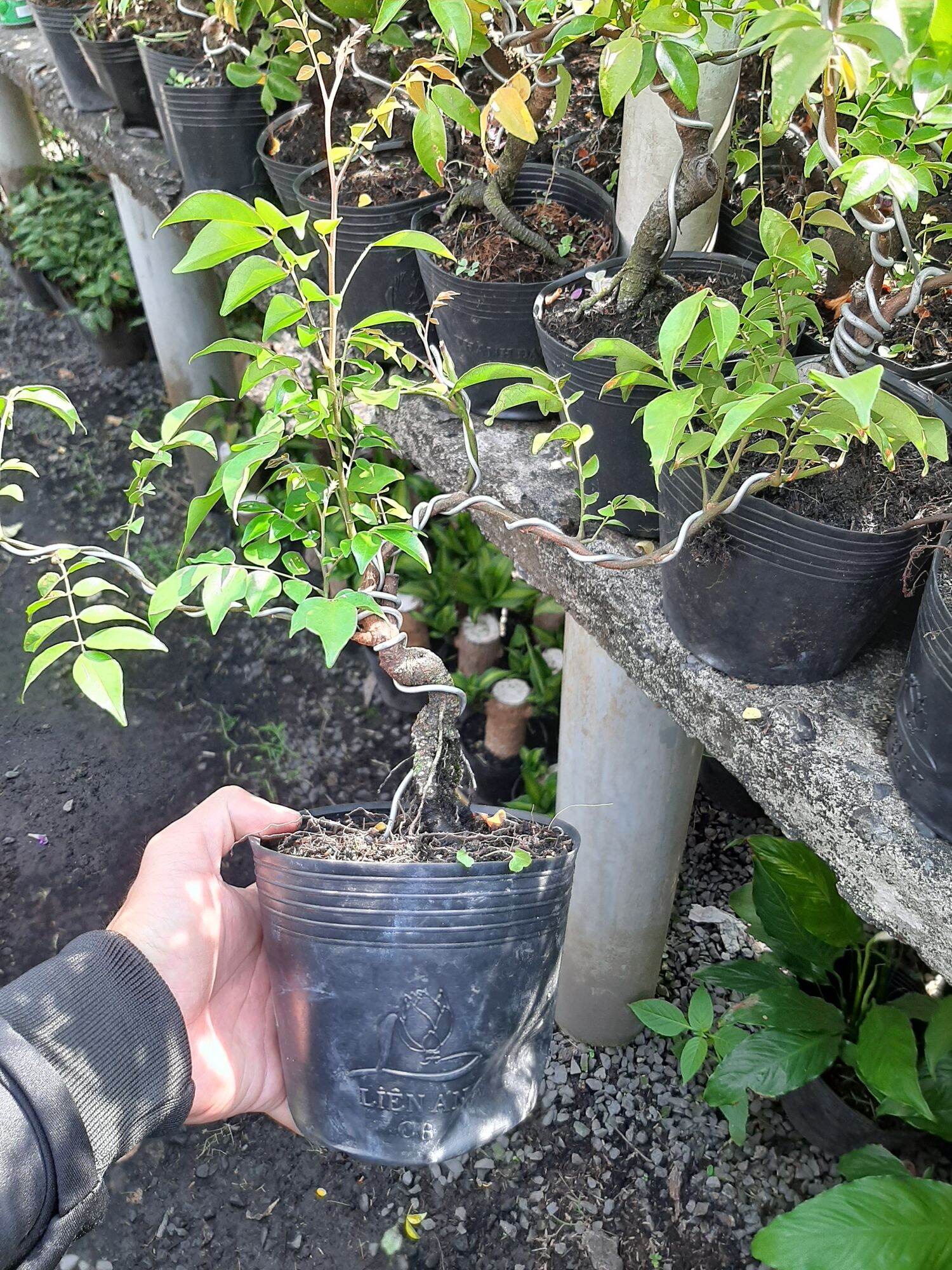 CÂY KHẾ NHẬT MINI GỐC QUÁI