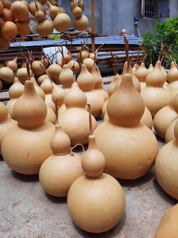 Hồ lô khô 20-24cm