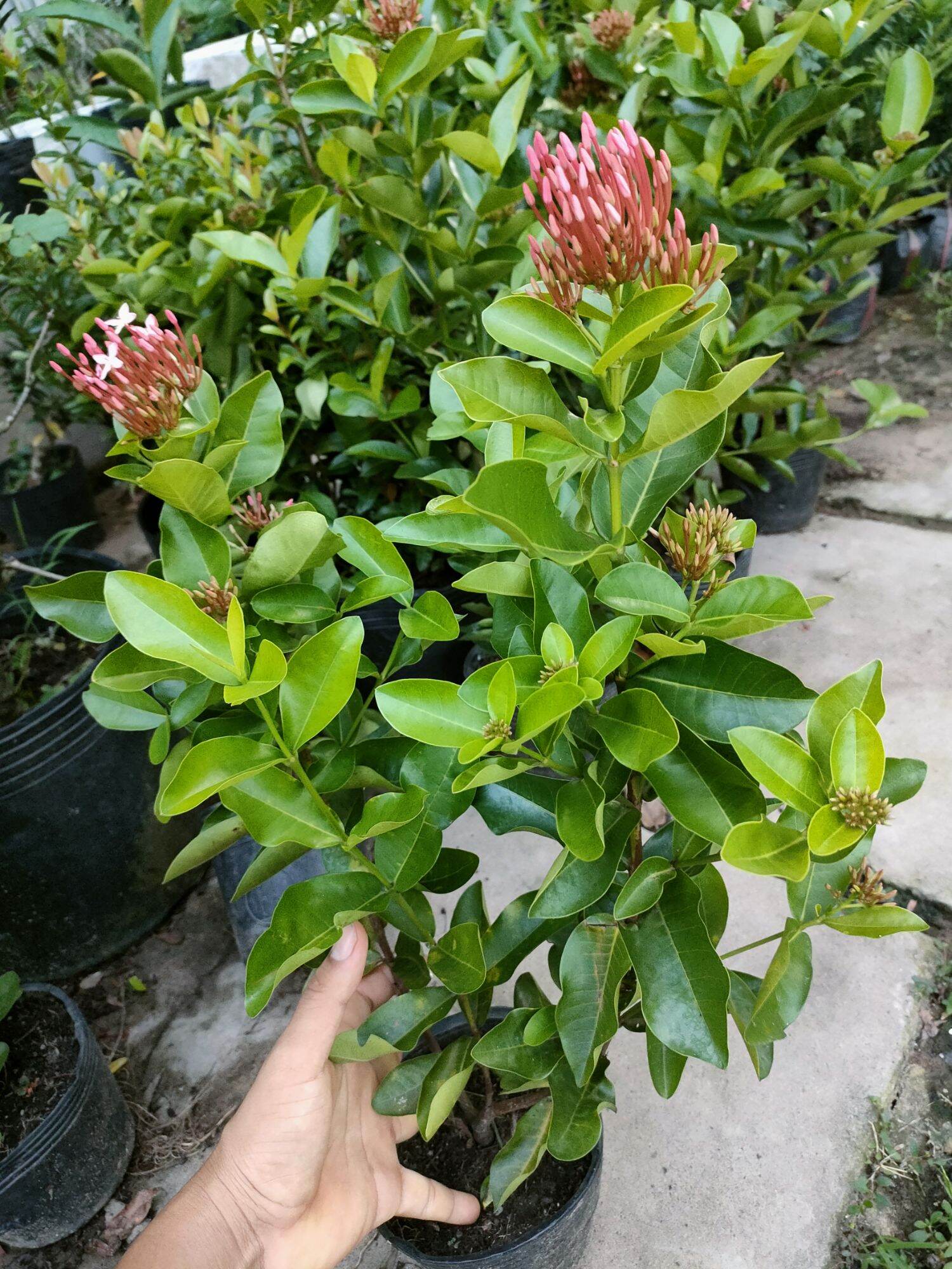 cây trang hồng phấn lá trung cao 40-50cm