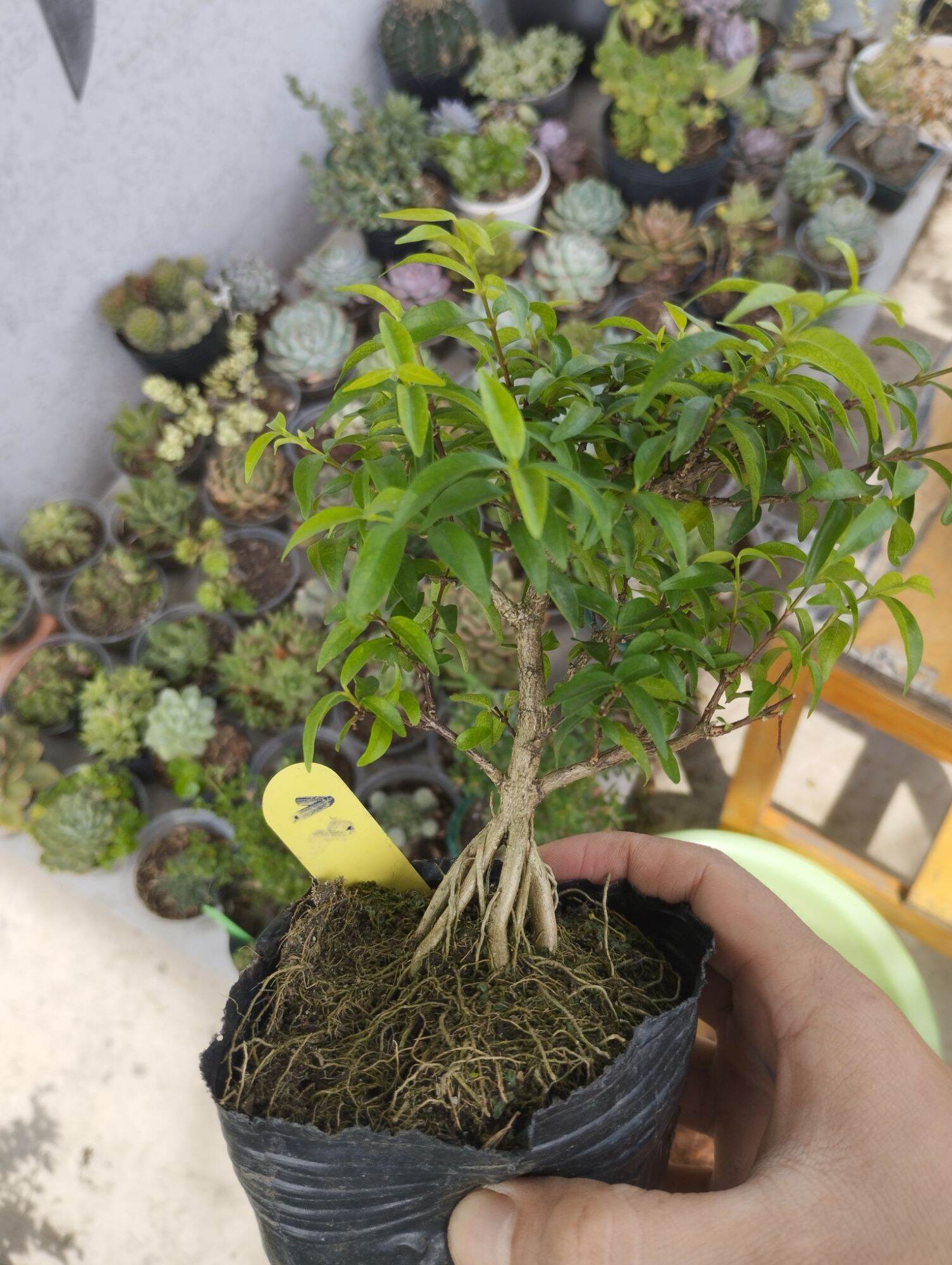 Mai chiếu thuỷ mini bonsai
