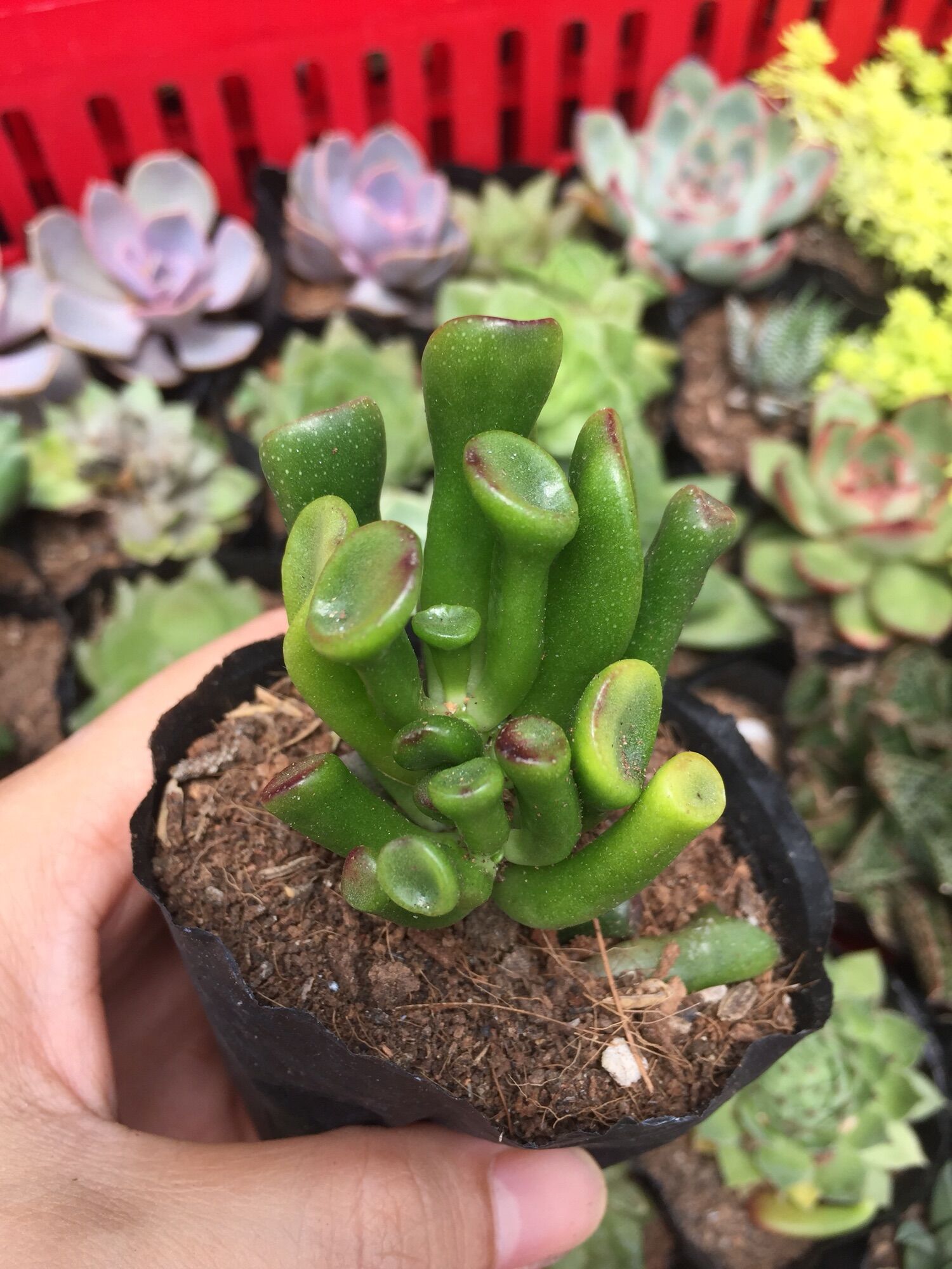 Sen Đá Ống Điếu size bầu