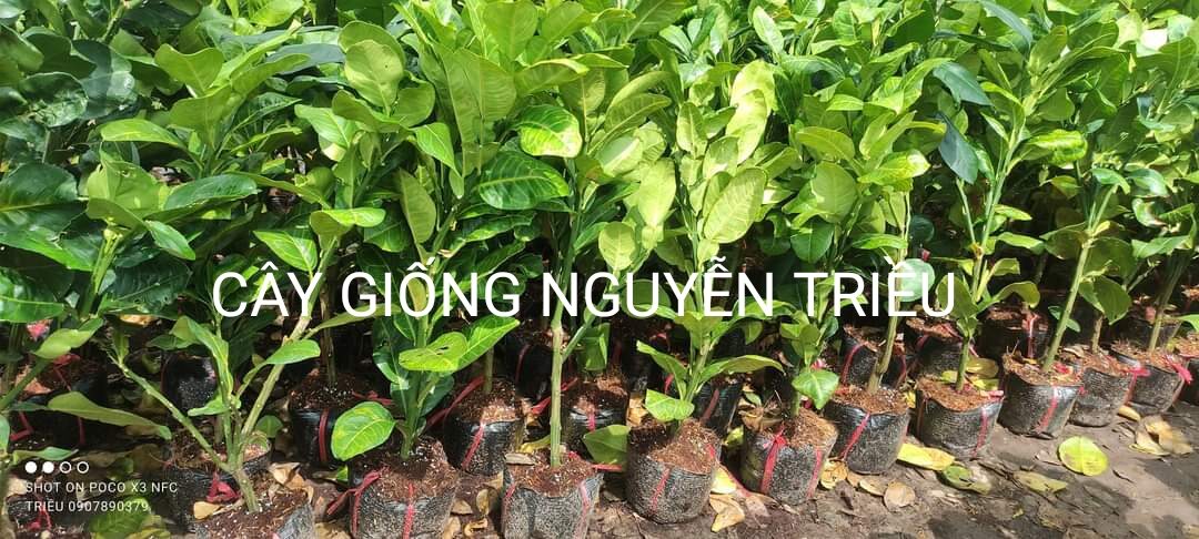 Cây giống bưởi da xanh ruột hồng