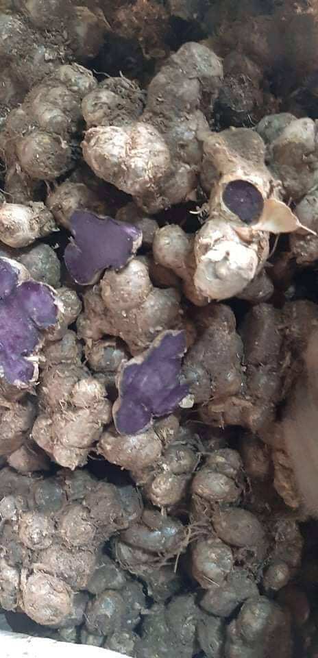Gừng đen chuẩn giống 1kg