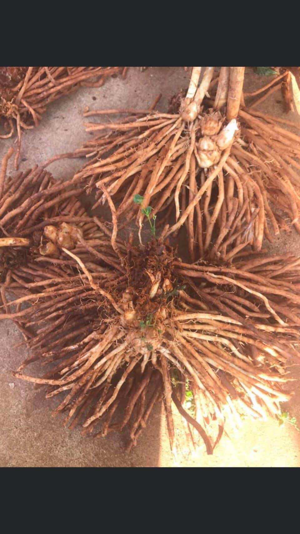 Com bo 10 gốc măng tây loại nhỏ