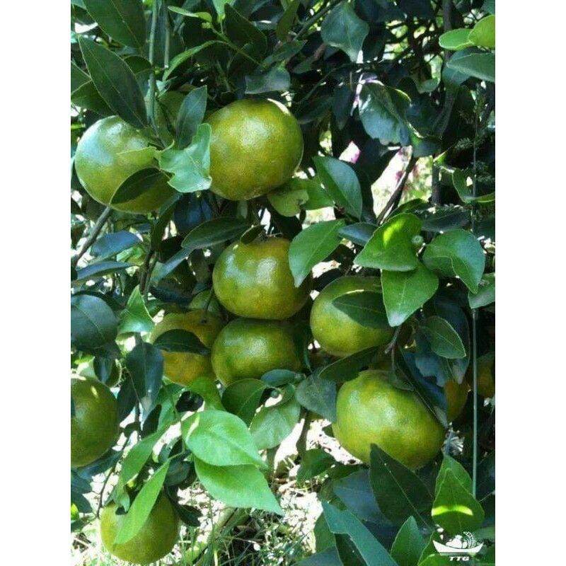 Cây giống quýt đường thái lan ghép siêu sớm