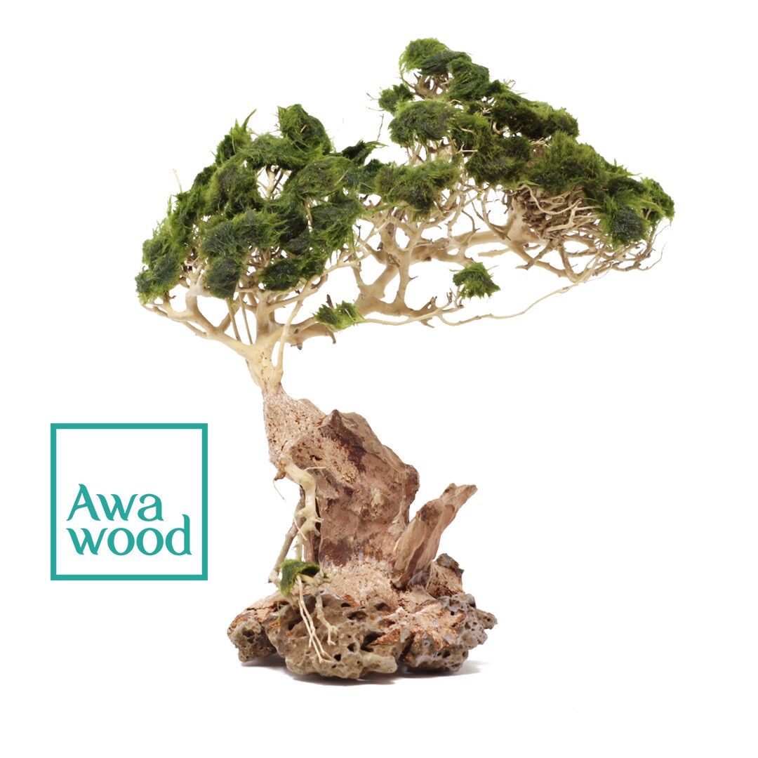 Lũa bonsai tự nhiên cao 10cm
