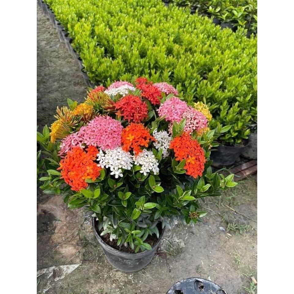 Cây hoa mẫu đơn ngũ sắc