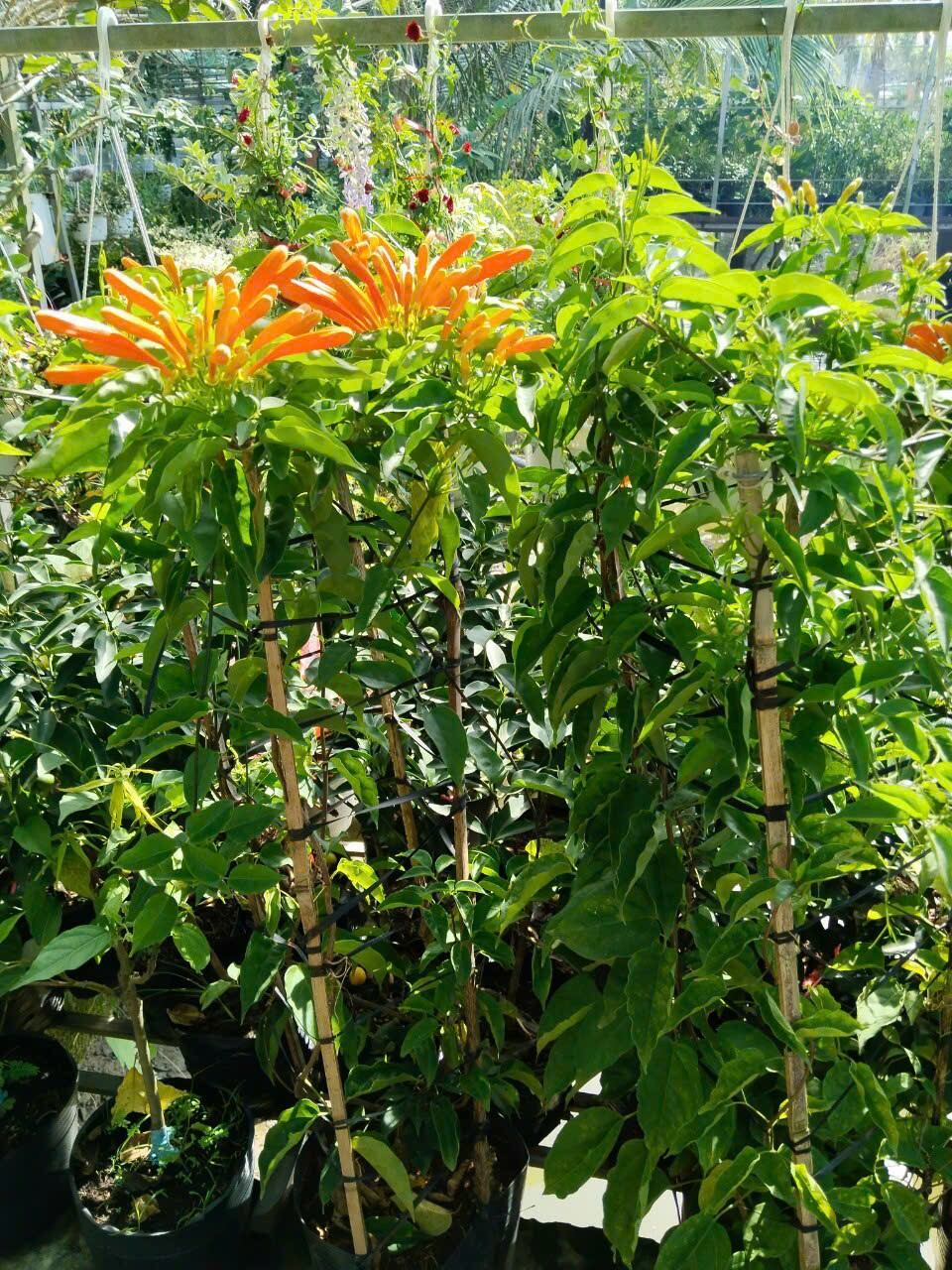 cây hoa chùm ớt siêu hoa