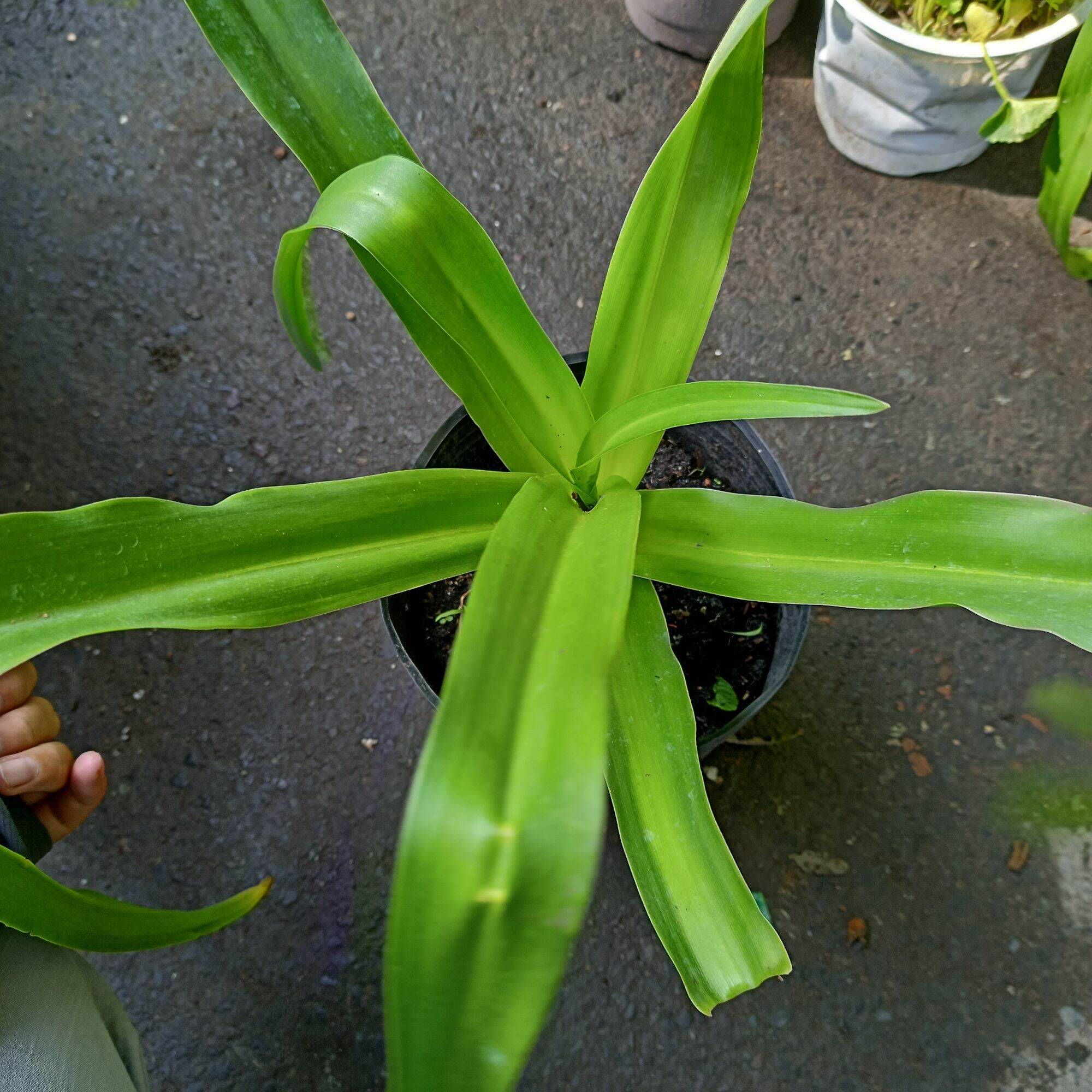 Cây trinh nữ hoàng cung