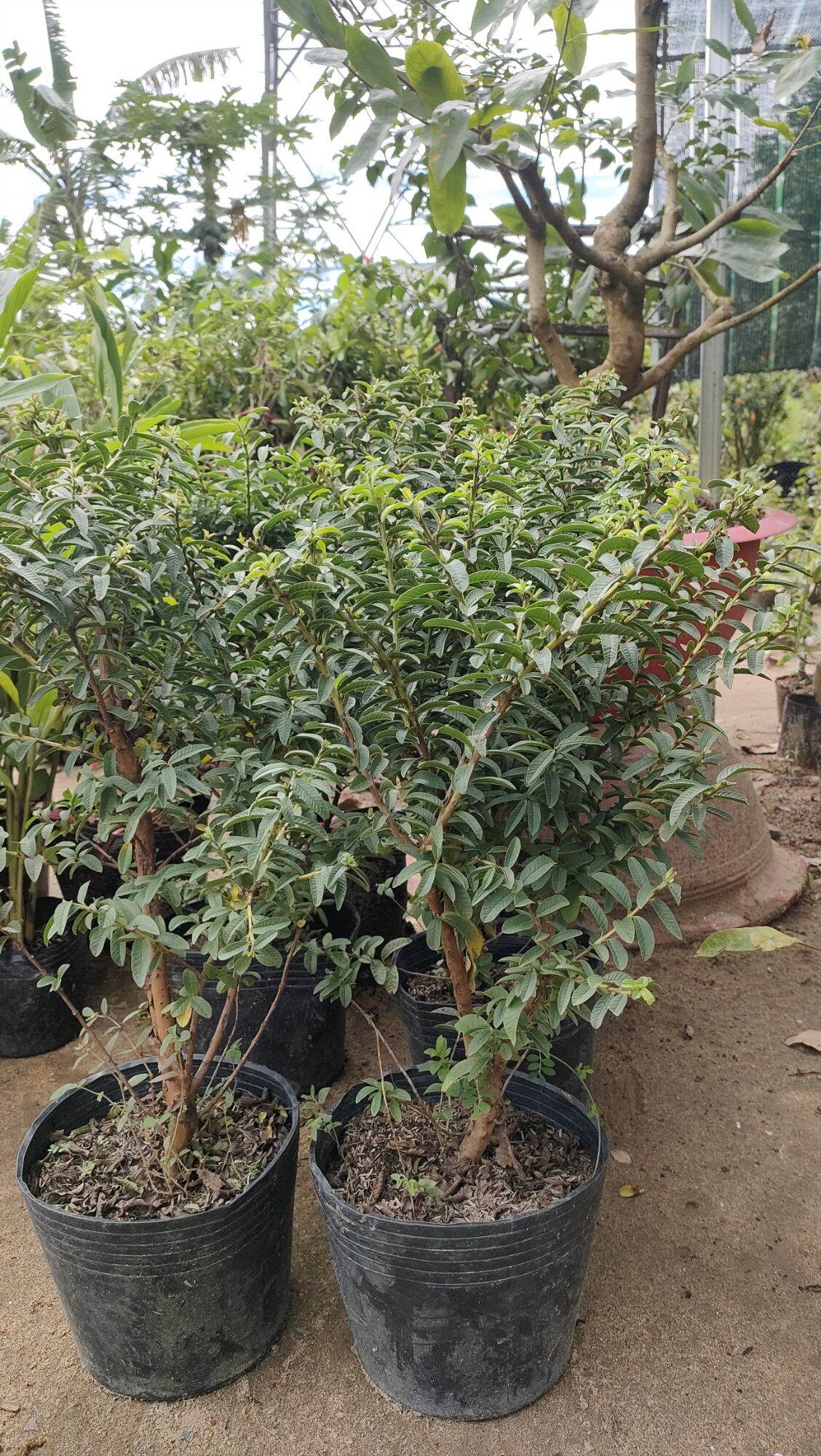 Cây ổi sẻ ( chậu cây ổi sẻ chơi kiểng bonsai )