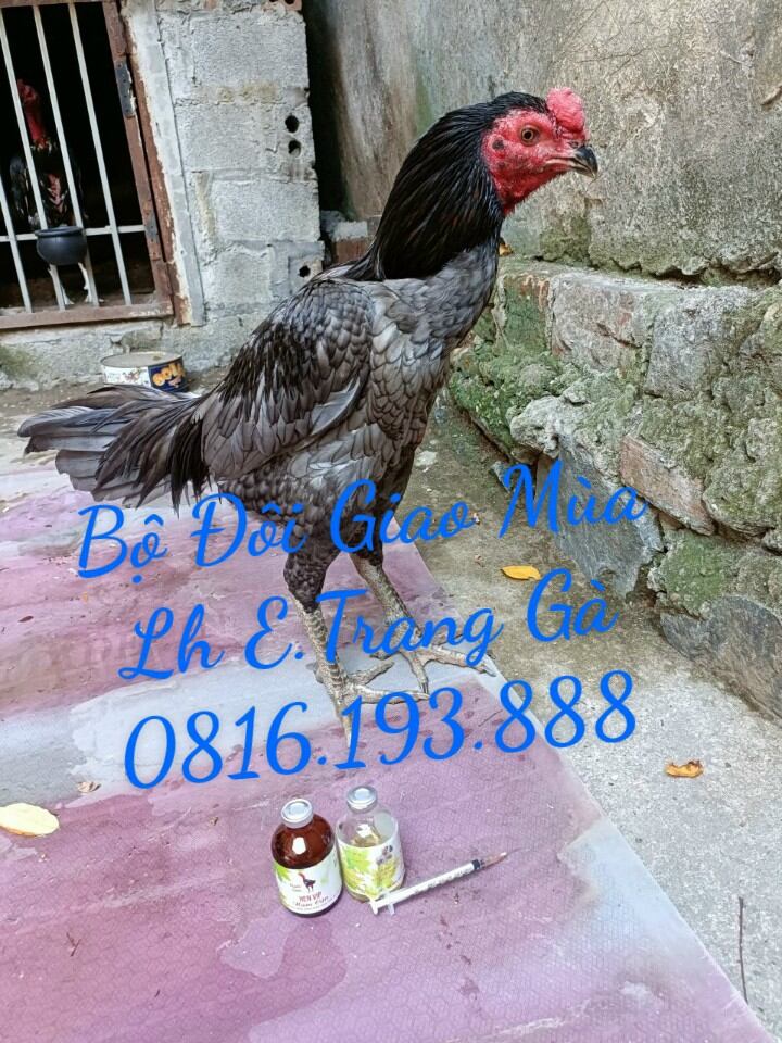 ➡️ BỘ ĐÔI SIÊU PHẨM RẤT CẦN CHO THỜI GIAN GIAO MÙA ...

👉 HEN VÍP, hen kéo đờm khọc khọc như hút t huốc lào , chảy nước mắt, nước mũi sưng mặt

👉 PHÂN XANH PHÂN TRẮNG , Đi ều t rị Gà đi phân xanh