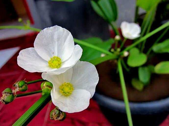 Cây giống bách thủy tiên