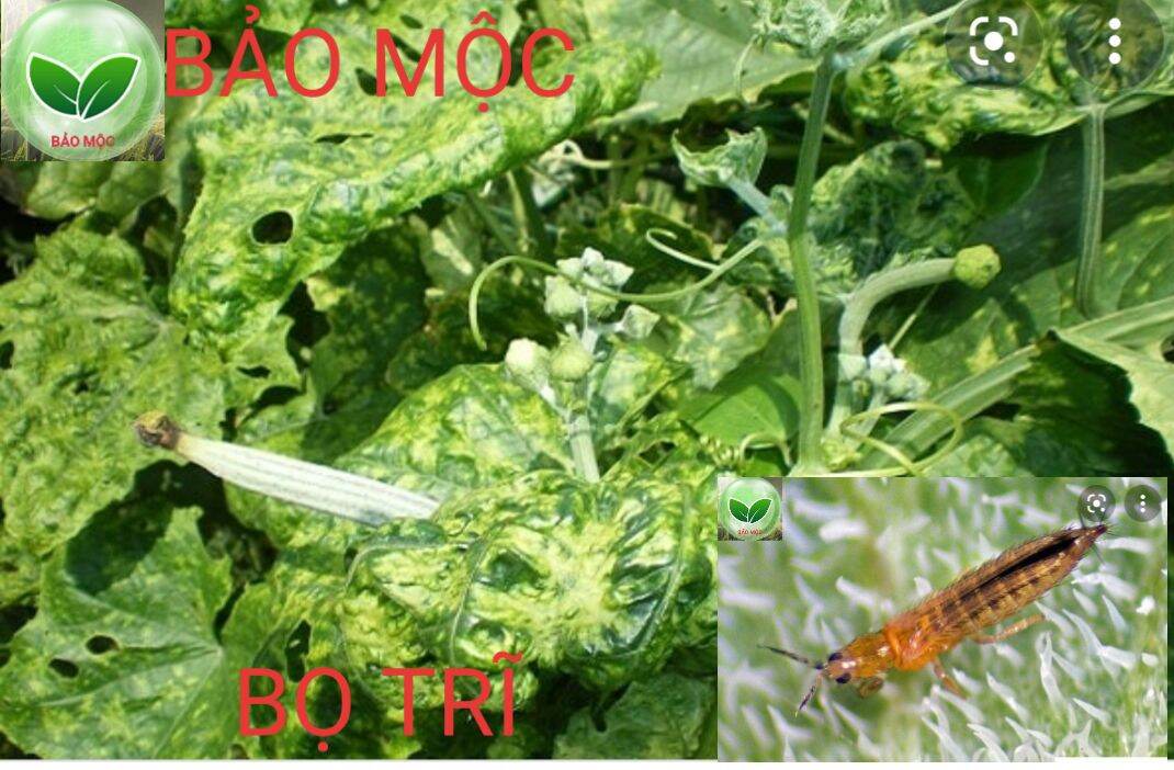 Trừ nhện đỏ - nhện bạc - sâu lá - bọ trĩ