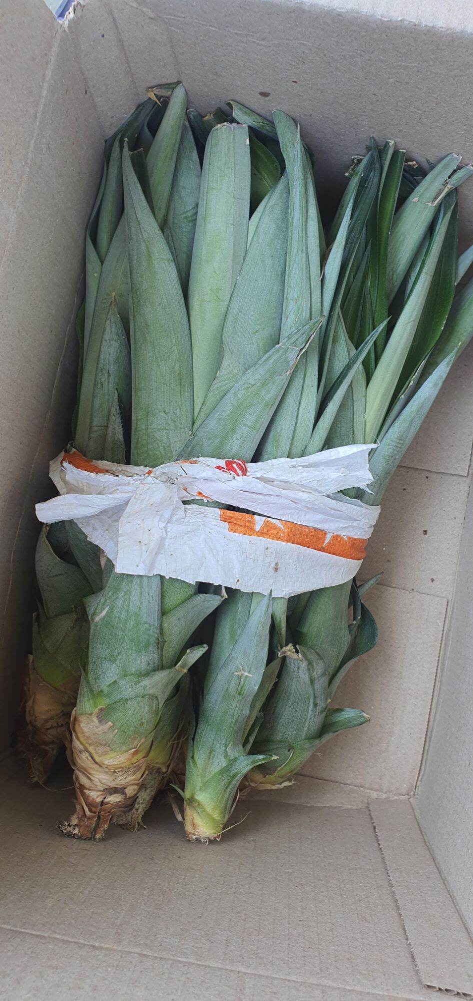 Cây giống dứa mật quả to, 2-4kg