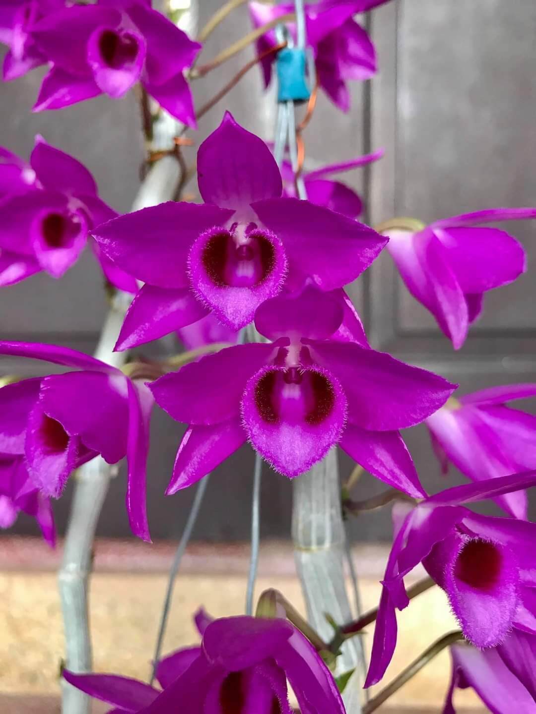 Trầm tím rừng Điện Biên