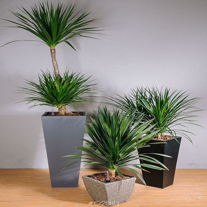 Cây Phát Tài Núi (hình cuối)
