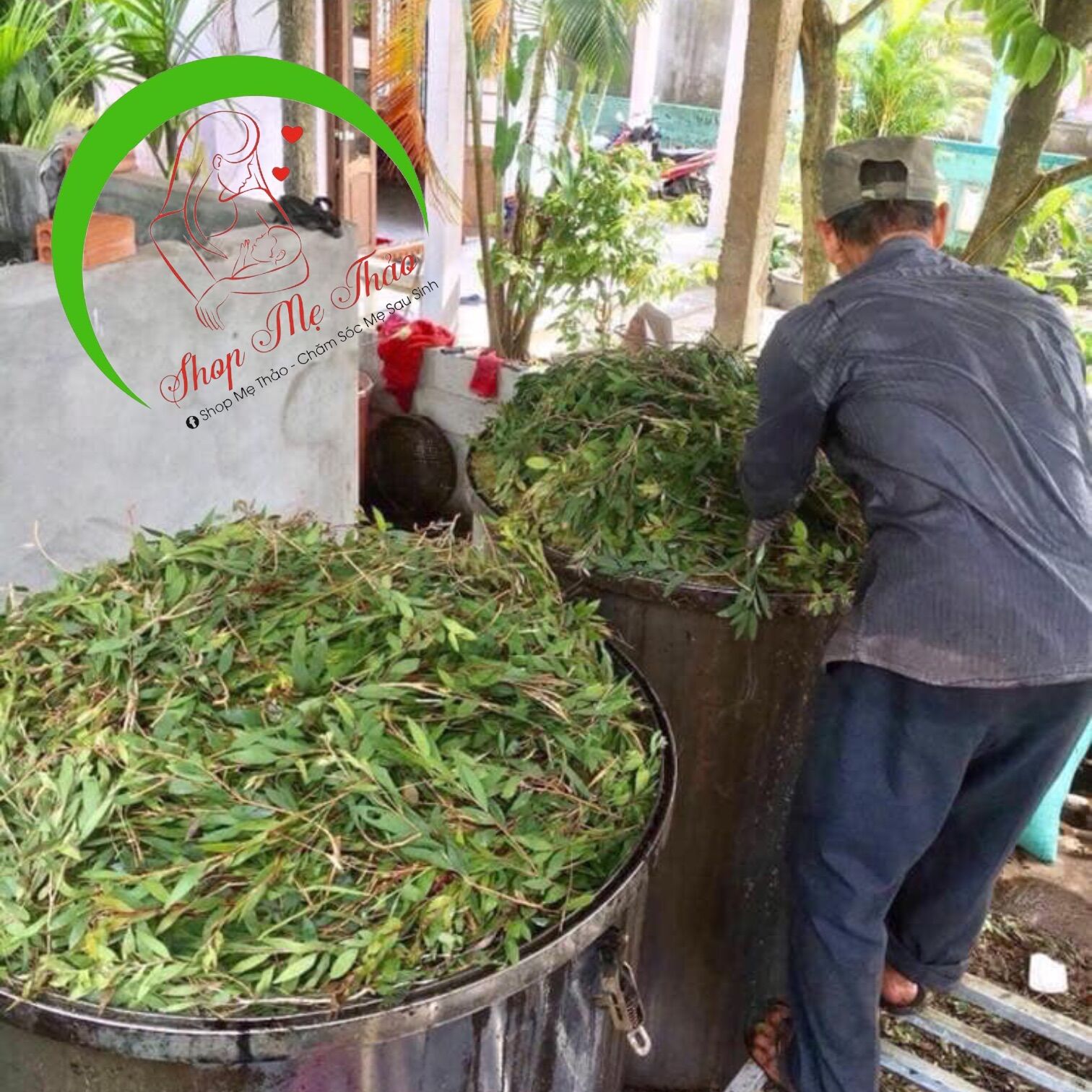 TINH DẦU TRÀM GIÓ 100% NGUYÊN CHẤT