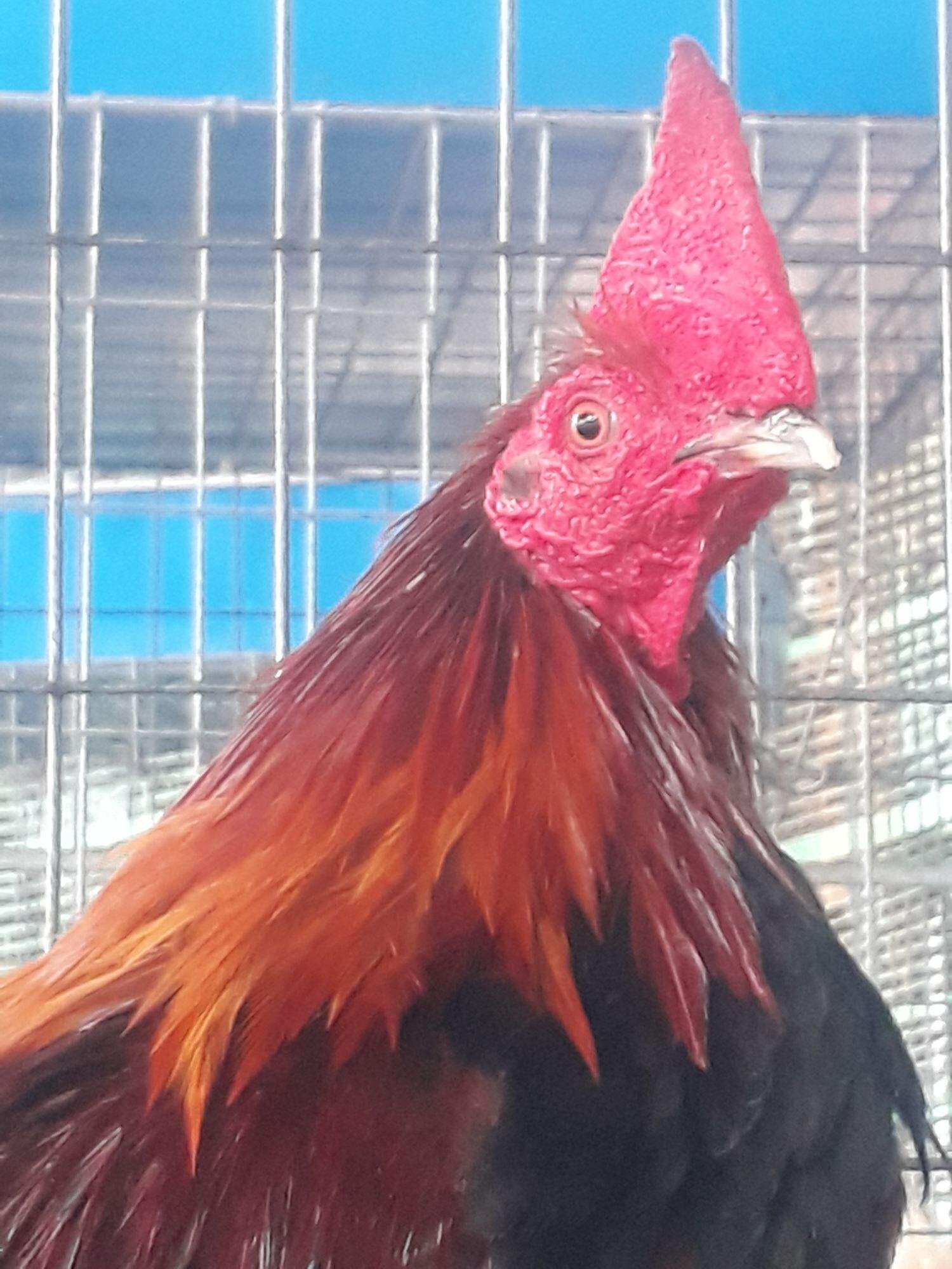 GÀ  MỸ RẶC ,GÀ MỸ NHẬP ,10 TRỨNG GÀ  MỸ ẤP NỞ CON GIỐNG .TRẠI GÀ NÒI THÀNH ĐÔNG LONG AN.