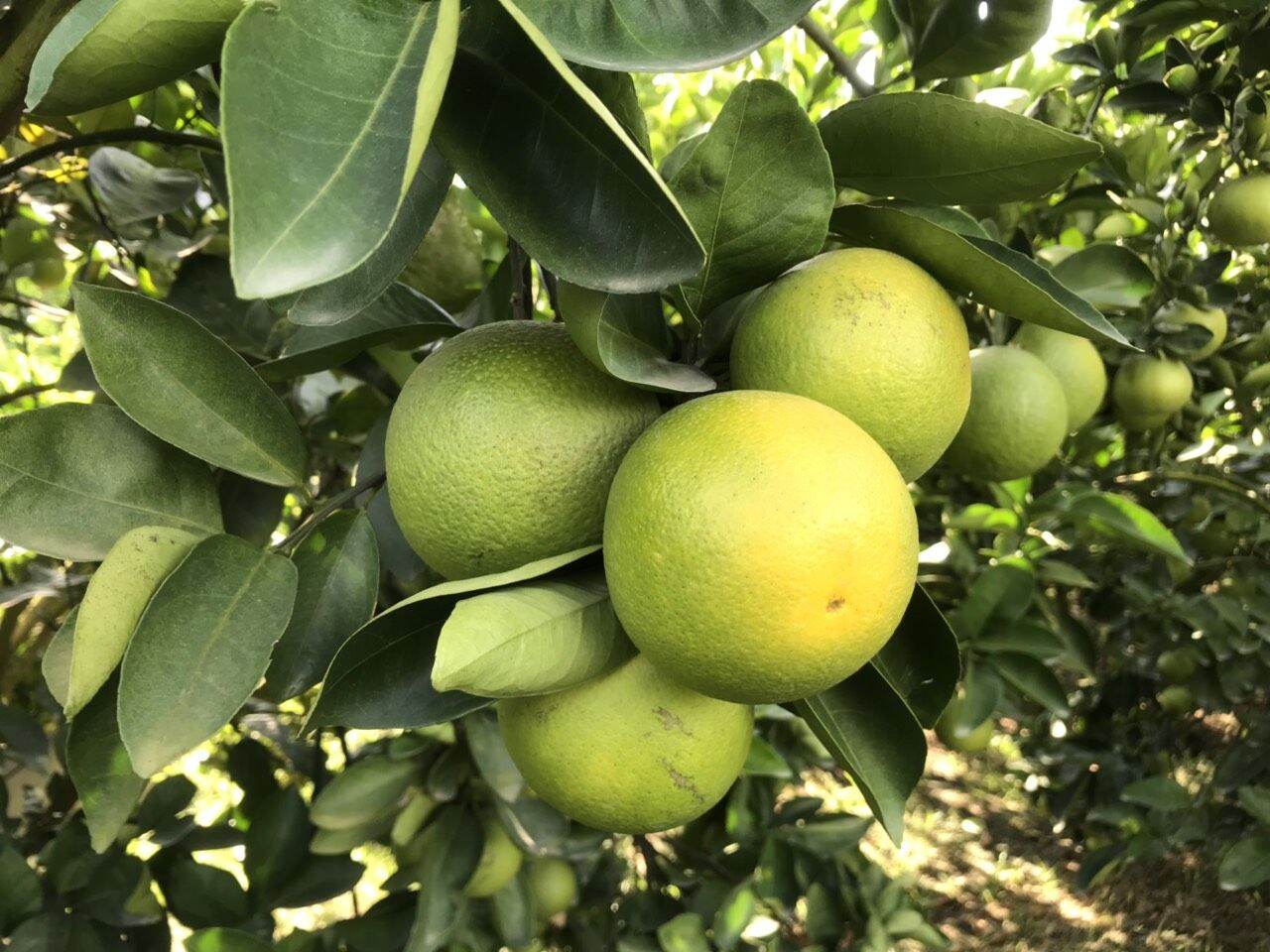 Cam xoàn bao ngọt