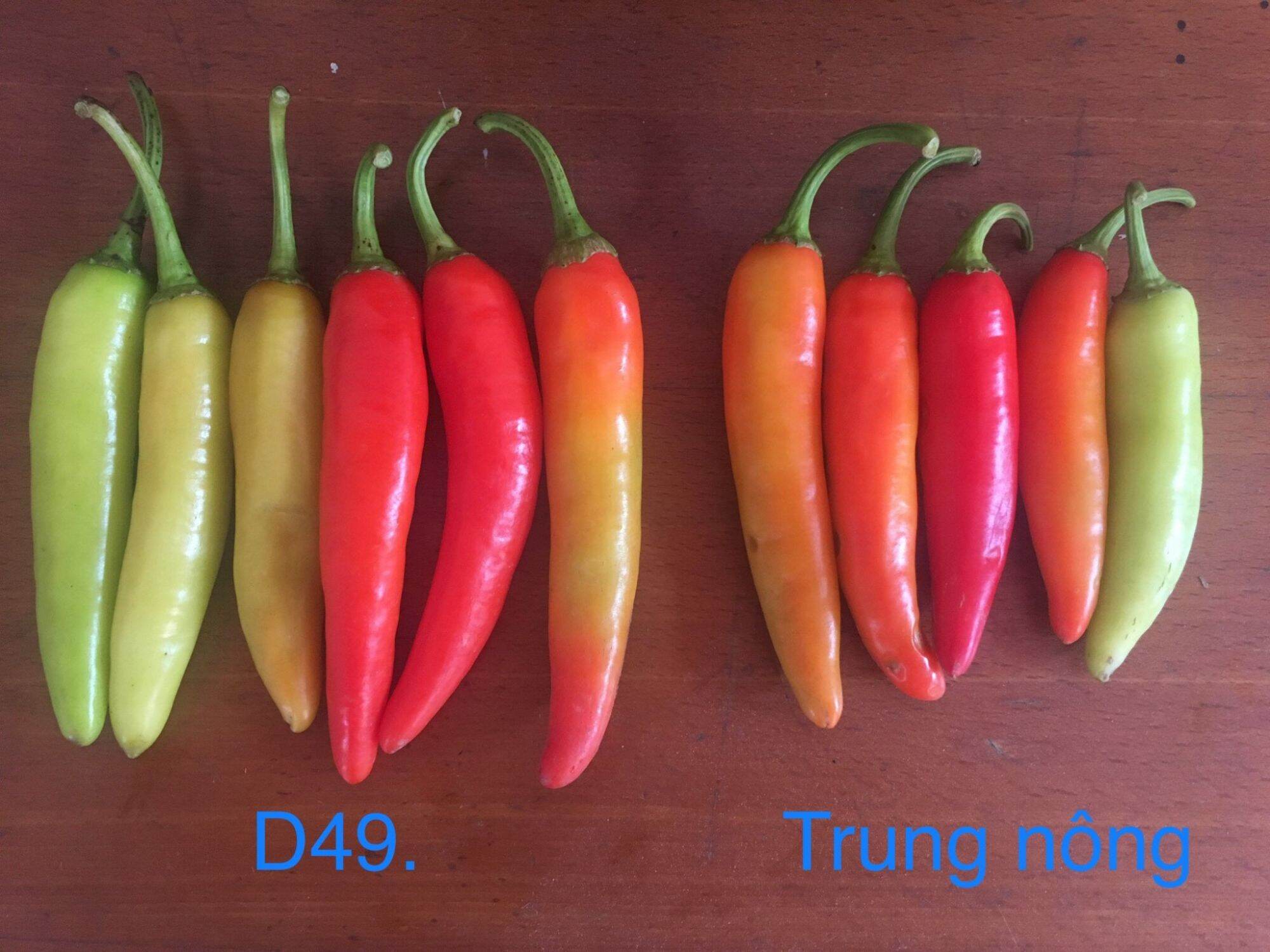 Gói 5g hạt giống Ớt Sừng vàng châu phi