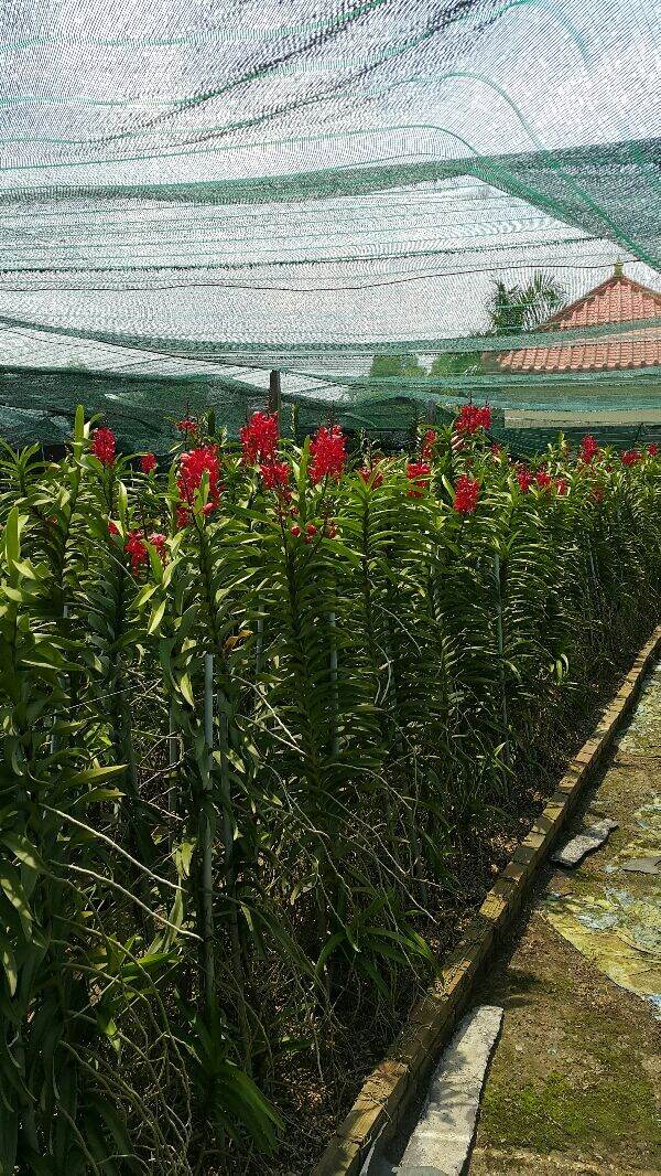 10 cây lan giống mokara
