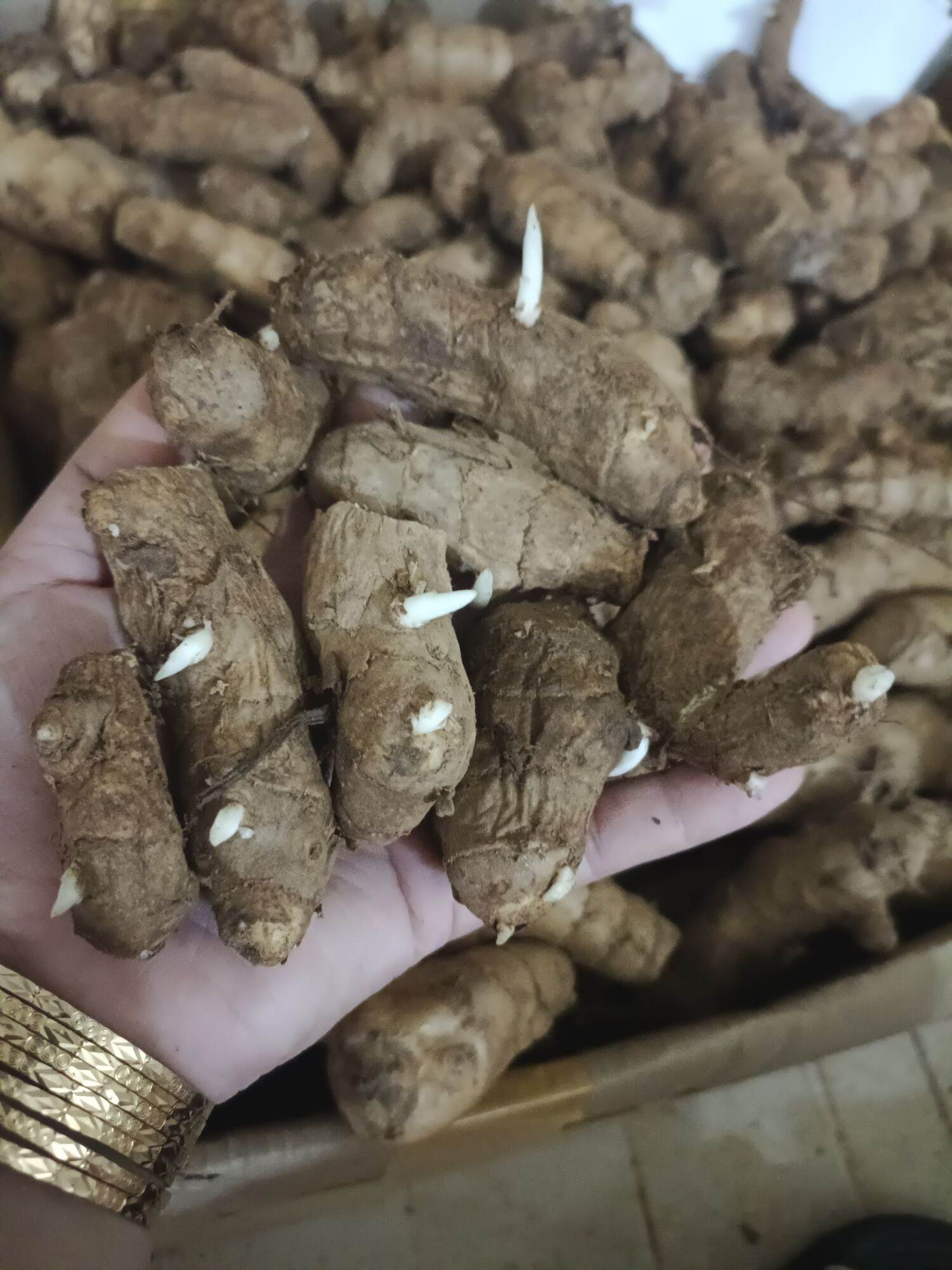 10 củ giống ngải chống độc hàng chuẩn