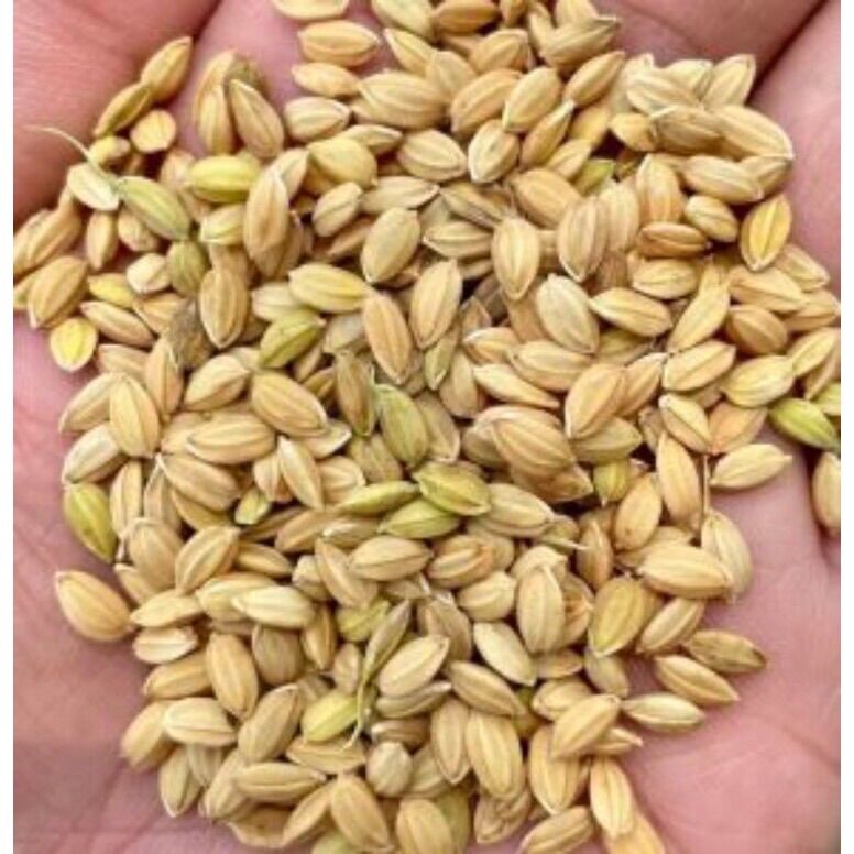 LÚA HẠT TRÒN (Lúa Nhật Gói 2KG ) Làm Thức Ăn Cho Gà Đá,Bồ Câu,Cu Gáy…