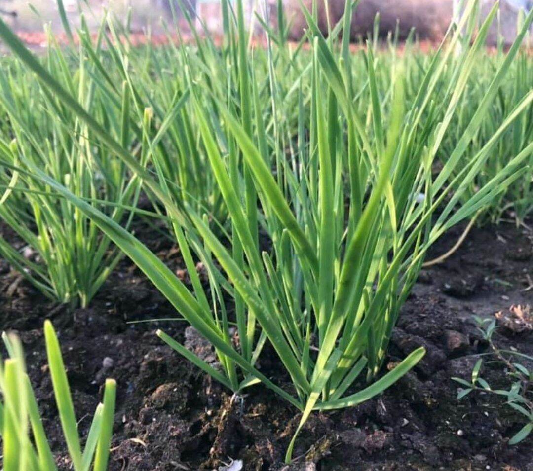 Hạt giống hẹ lá dễ trồng gói 1g