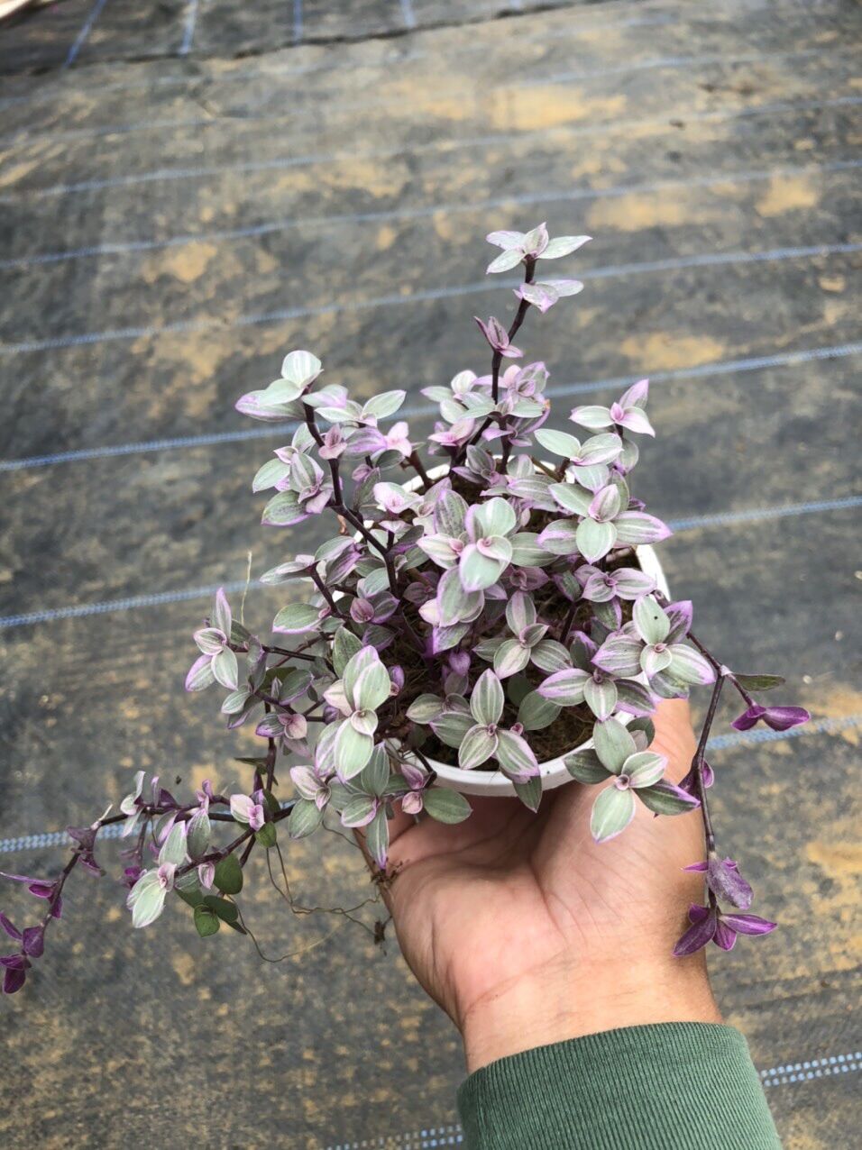 Quý cô hồng chậu treo nini