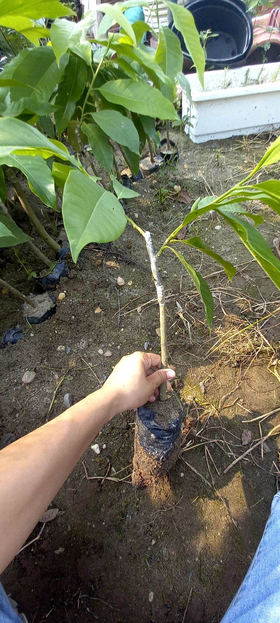 cây hoa ngọc lan trắng