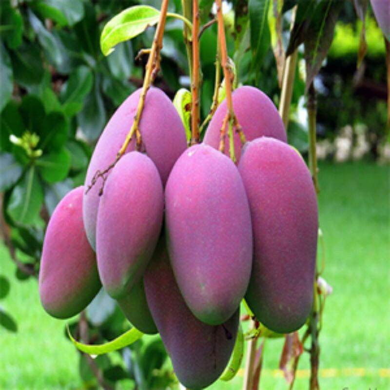 GIỐNG CÂY XOÀI TÍM HẠT LÉP. 