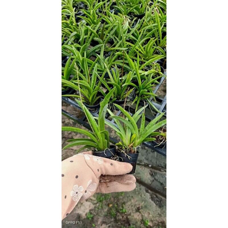 Hoa Lan Vũ Nữ Bút Chì Sỉ 2.5k( set 10 cây)