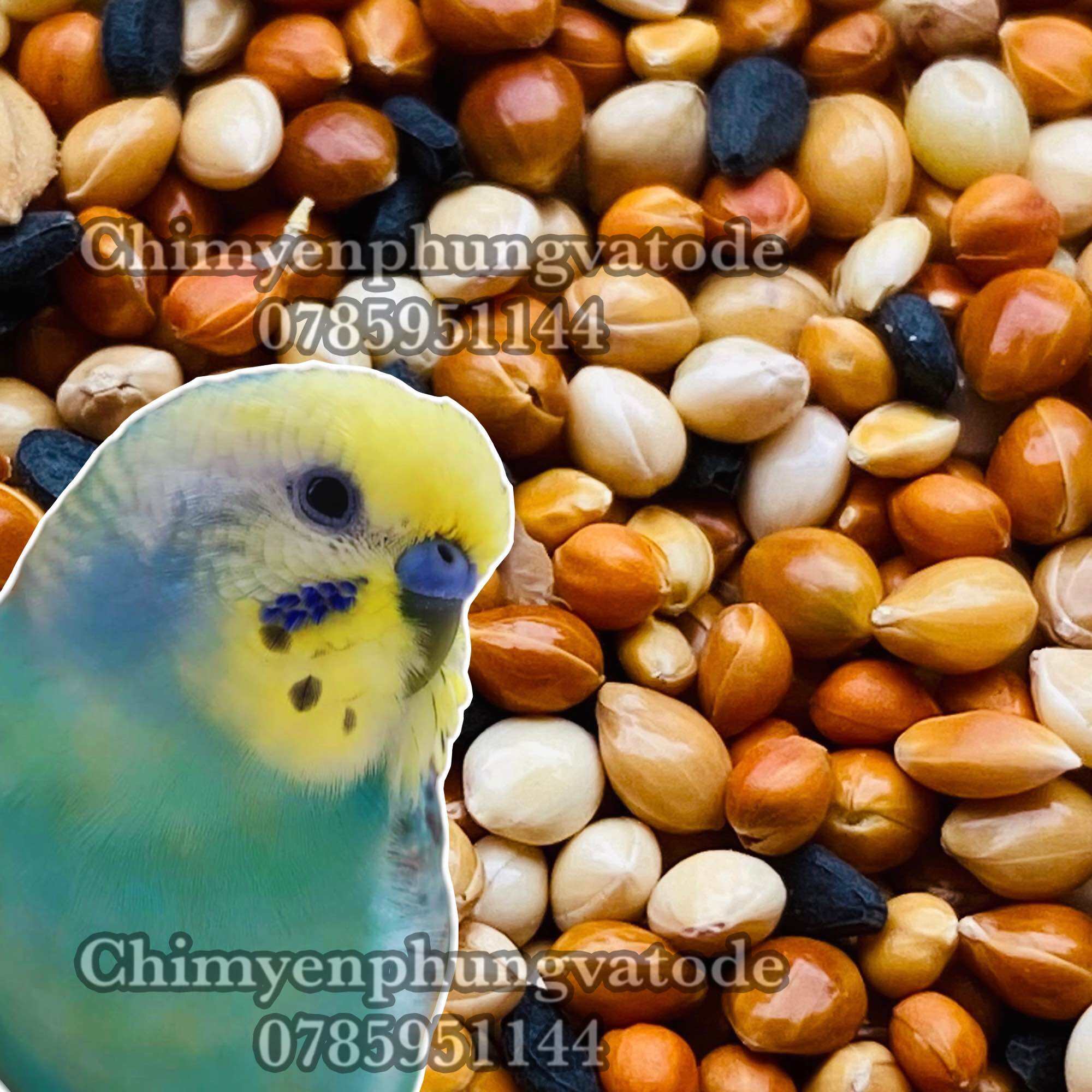Chim Vẹt Yến Phụng | 1Cham | 1cham.com