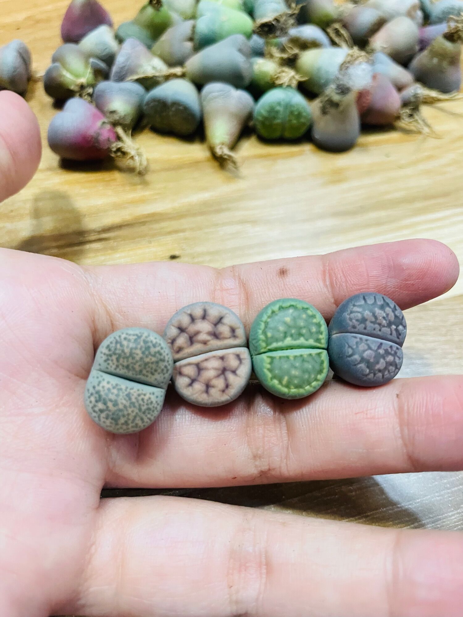 Sen mông, lithops, thạch lan vân siêu đẹp size 1-2cm