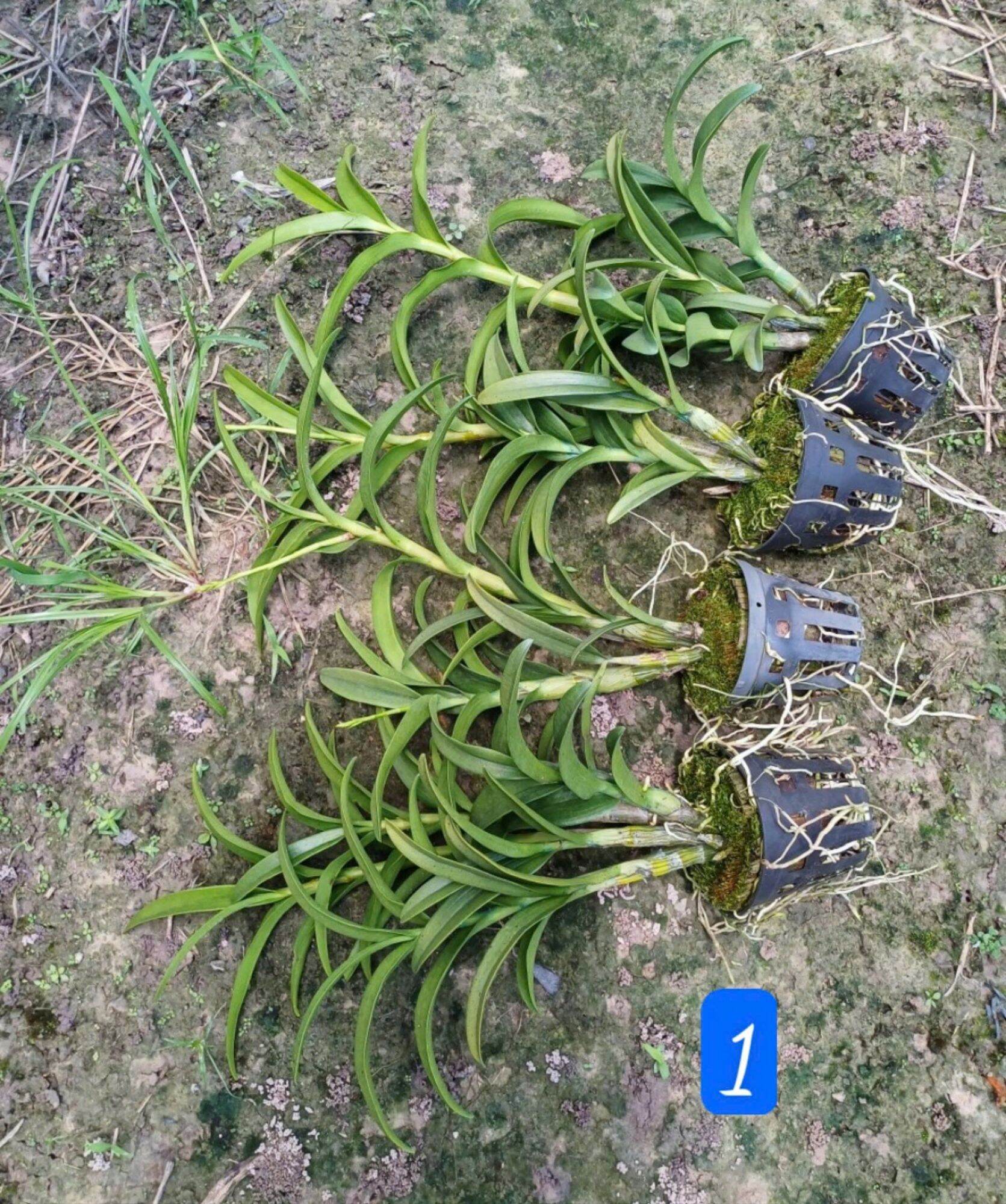 Denro nắng thơm pensoda trưởng thành sắp hoa