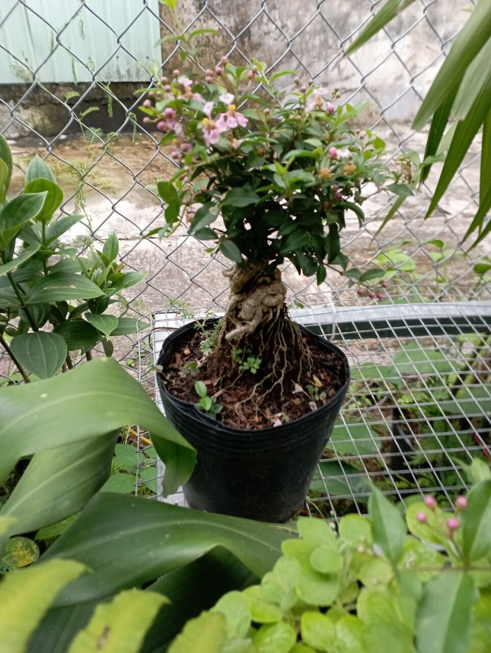 Hồng ngọc mai mini bonsai
