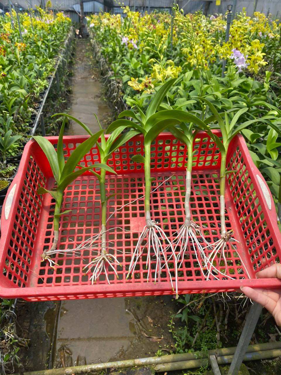 Loại lớn - combo 5 kie lan dendro
