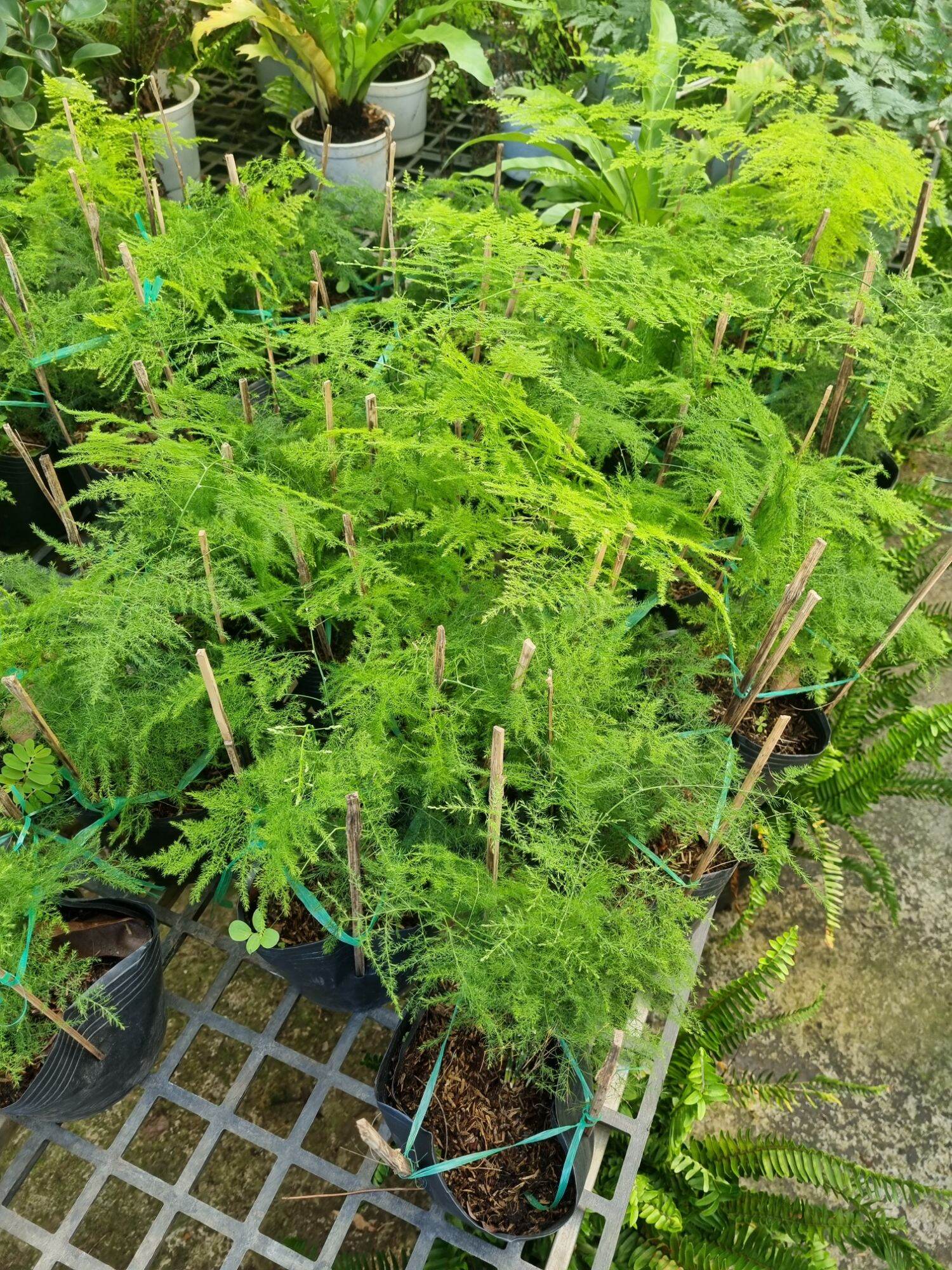 Cây thủy tùng chậu lớn nhiều thân - cây để bàn