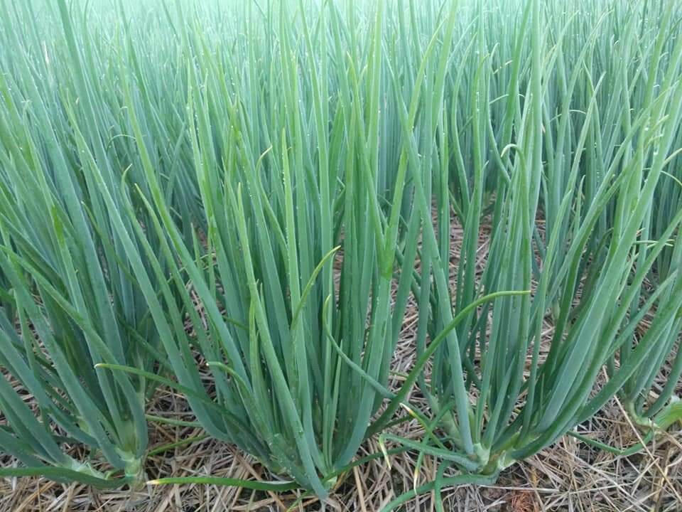 [HCM]Hạt giống hành lá