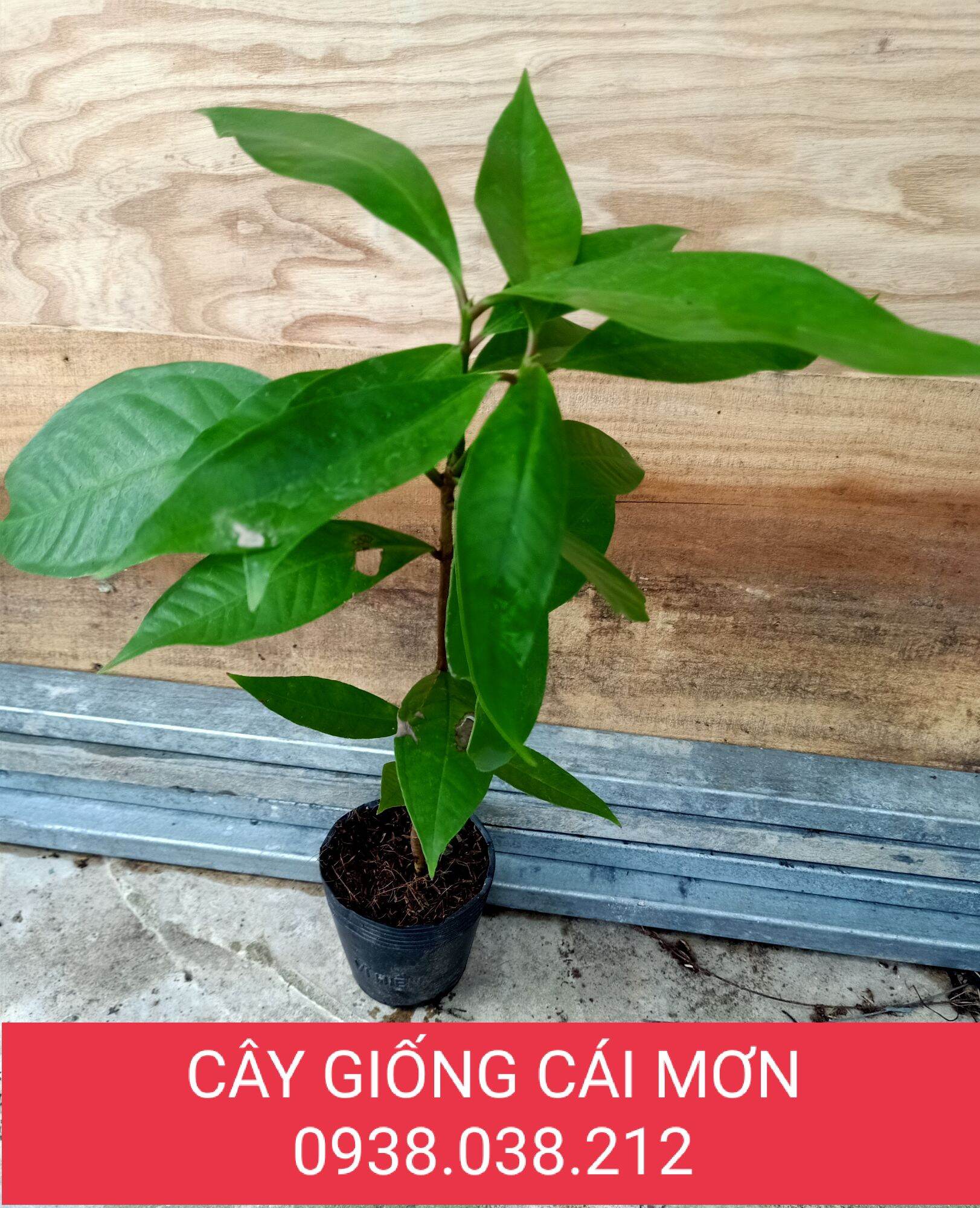 CÂY MẬN ĐIỀU ĐỎ - ĐIỀU ĐỎ MIỀN TÂY - MẬN HOA ĐỎ
