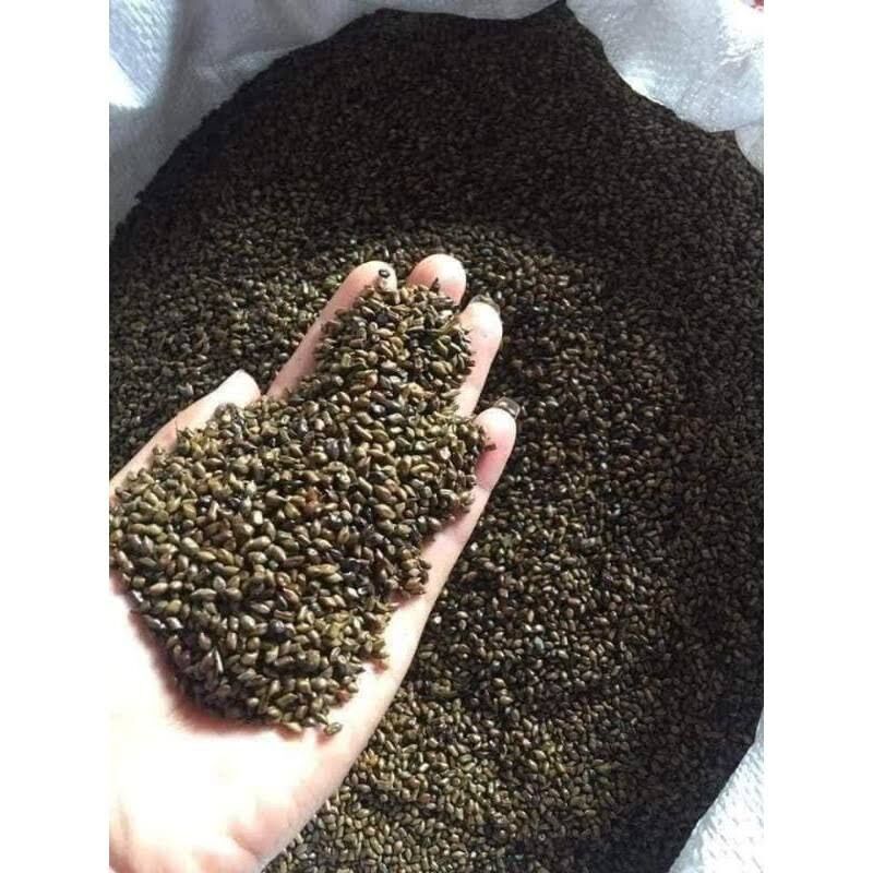 1Kg hạt muồng cho bé chơi nhà cát