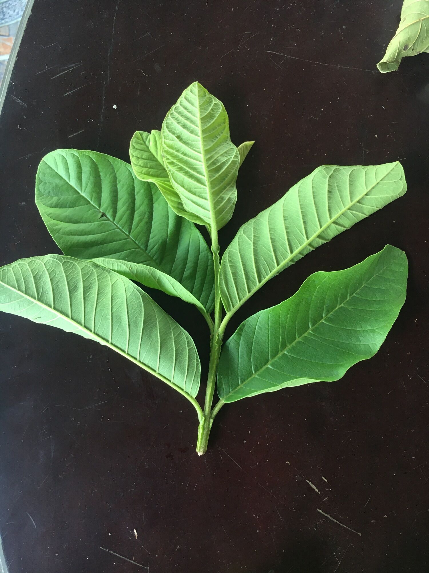 Đọt ổi phơi khô nguyên đọt 0,5kg