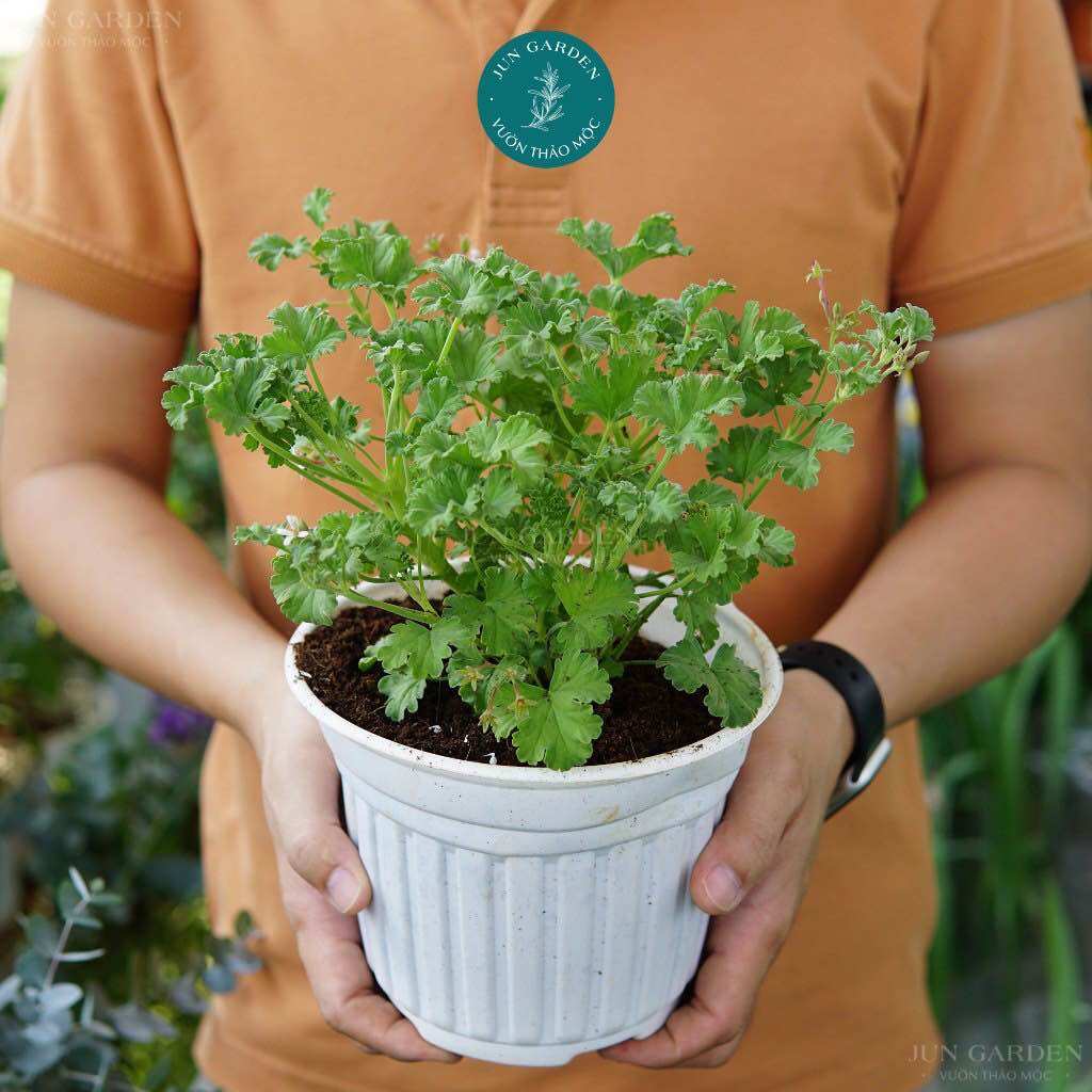 Cây phong lữ táo jun garden apple geranium, rất thơm và dễ chăm sóc
