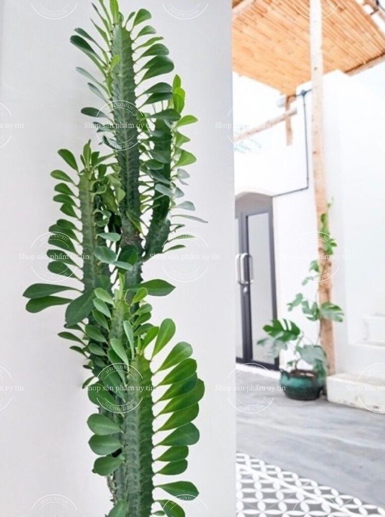 Xương rồng trang trí (xương rồng sưa châu phi) thân giống