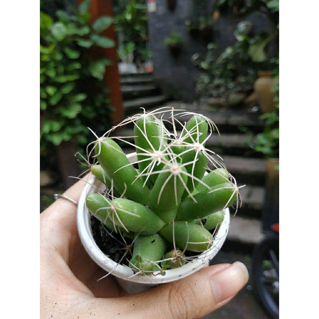 Xương rồng CHUỐI
