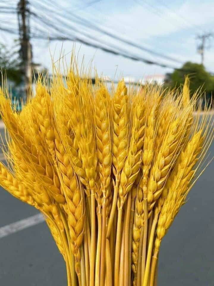 Hoa lúa mạch khô 100 bông