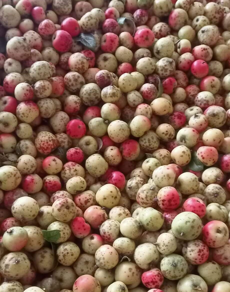 Táo mèo tươi hàng gửi tặng cho khách