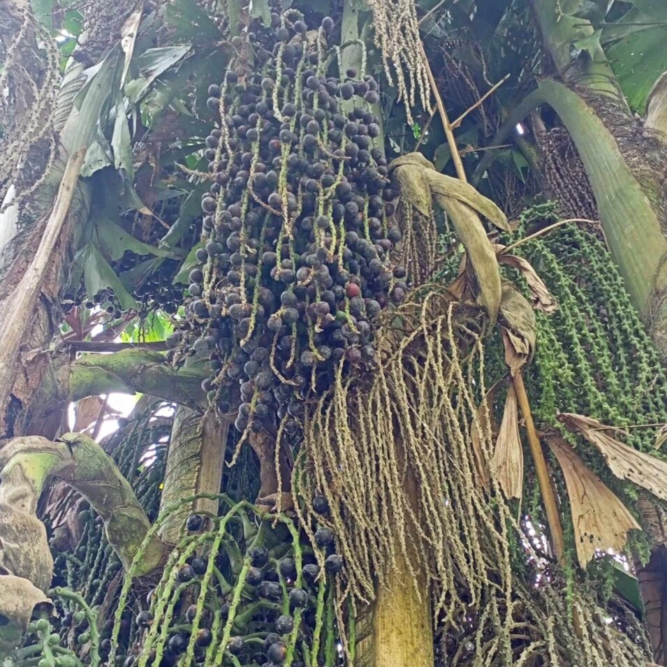 Đủng Đỉnh sấy khô/ tươi 1kg