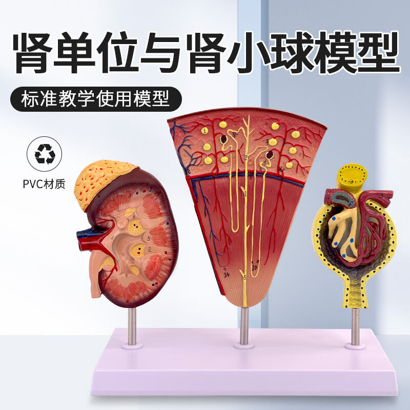 Mô hình quả cầu thận đơn vị thận và thận mô hình thận cơ thể mô hình thận mô hình giải phẫu thận bộ phận thận