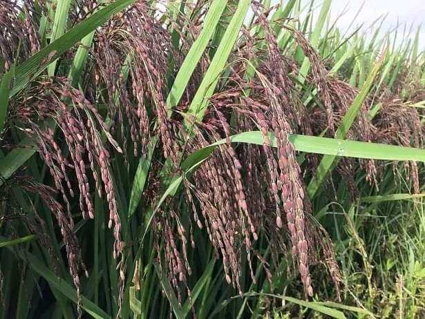 Hạt giống lúa nếp than, tím than túi 1kg